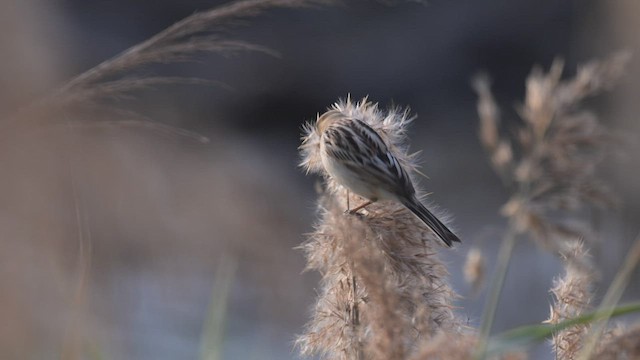 Pallas's Bunting - ML521688471