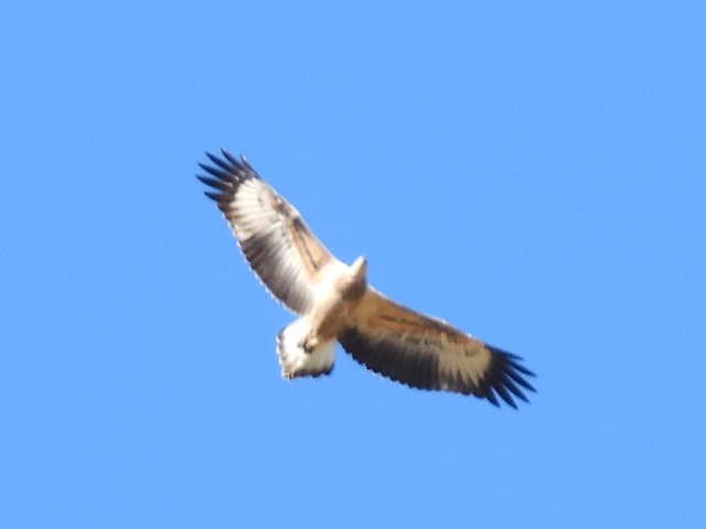 White-bellied Sea-Eagle - ML521688721