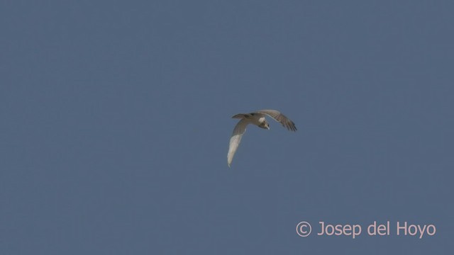 Beaudouin's Snake-Eagle - ML521690631