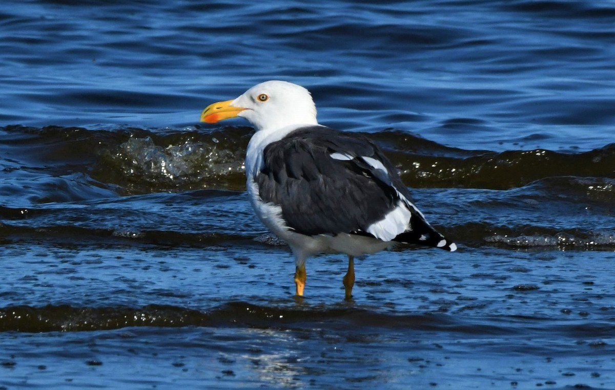 Yellow-footed Gull - John Dreves