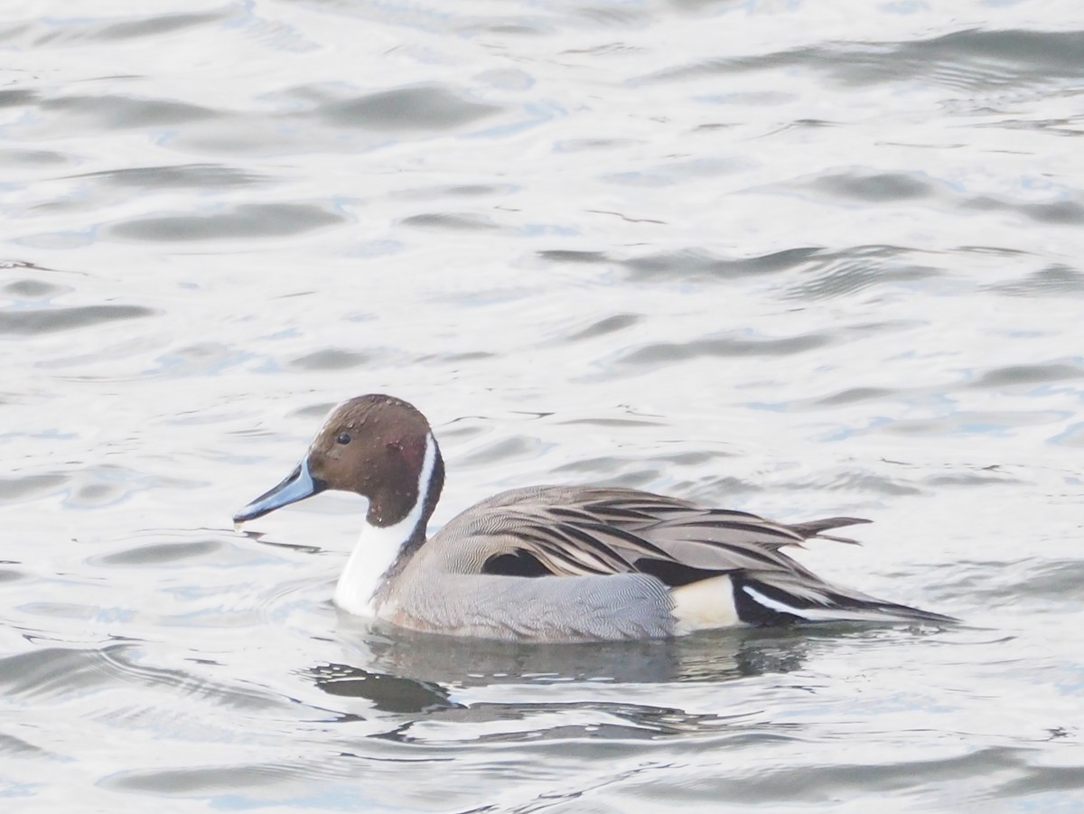 Northern Pintail - ML521691211