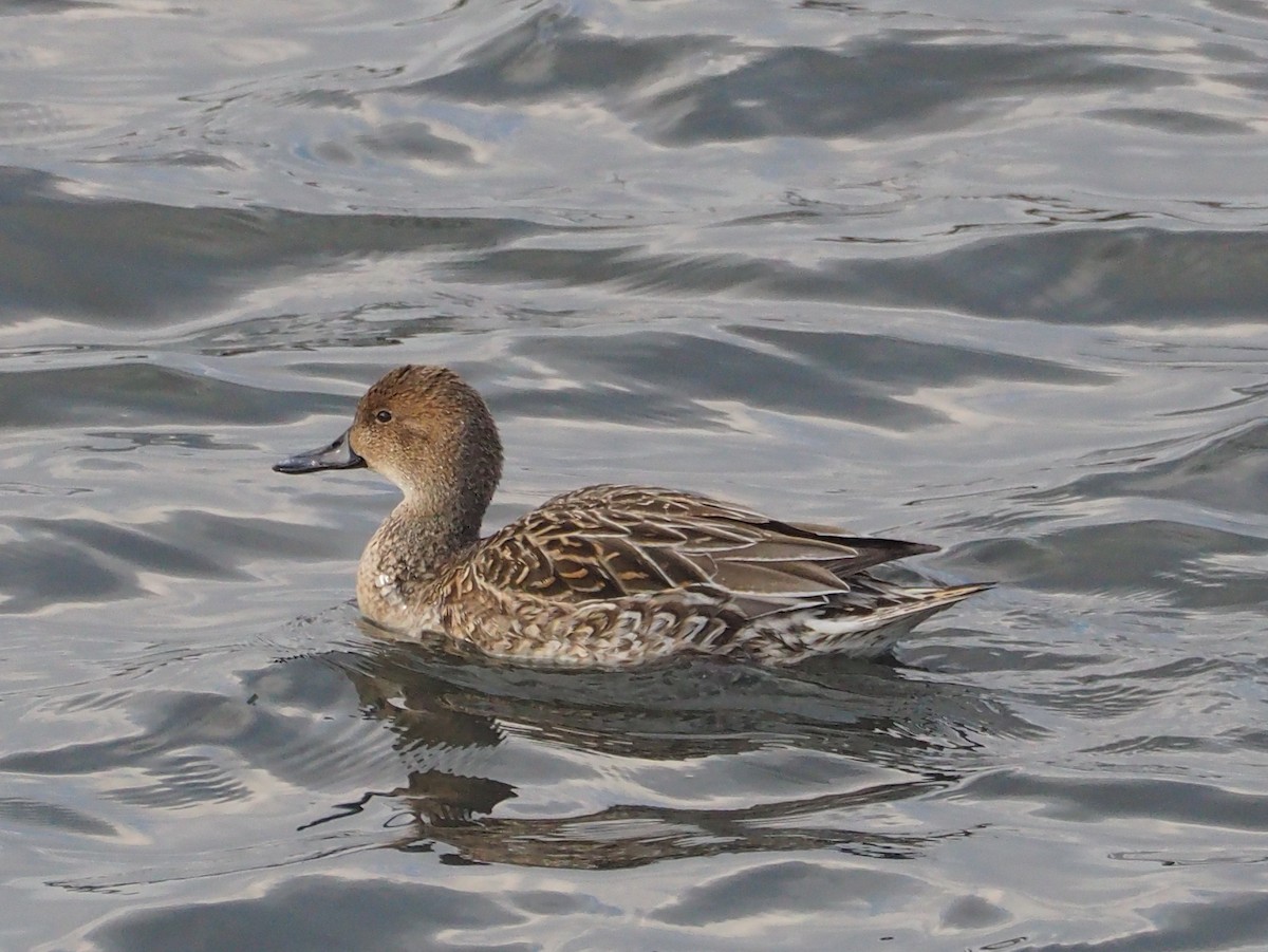 Northern Pintail - ML521691221