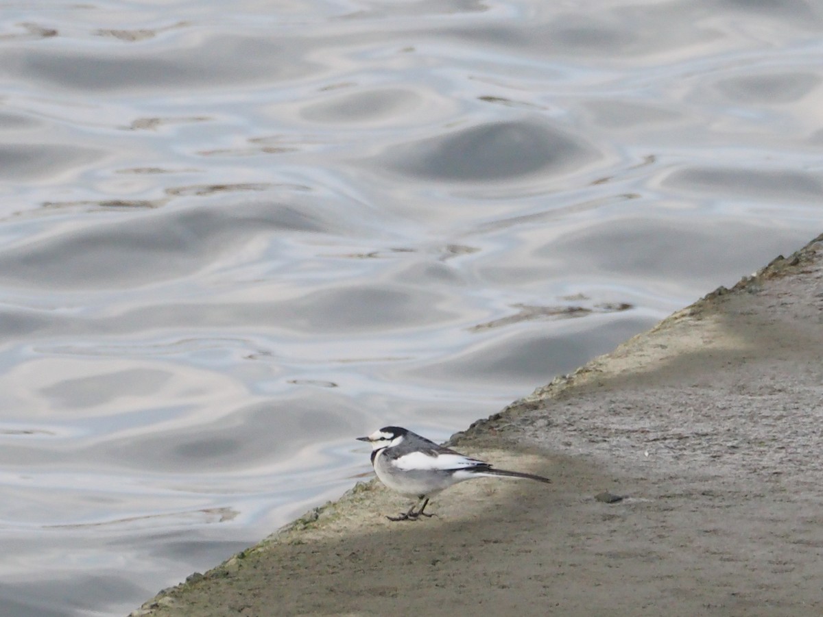 White Wagtail (Black-backed) - ML521691311