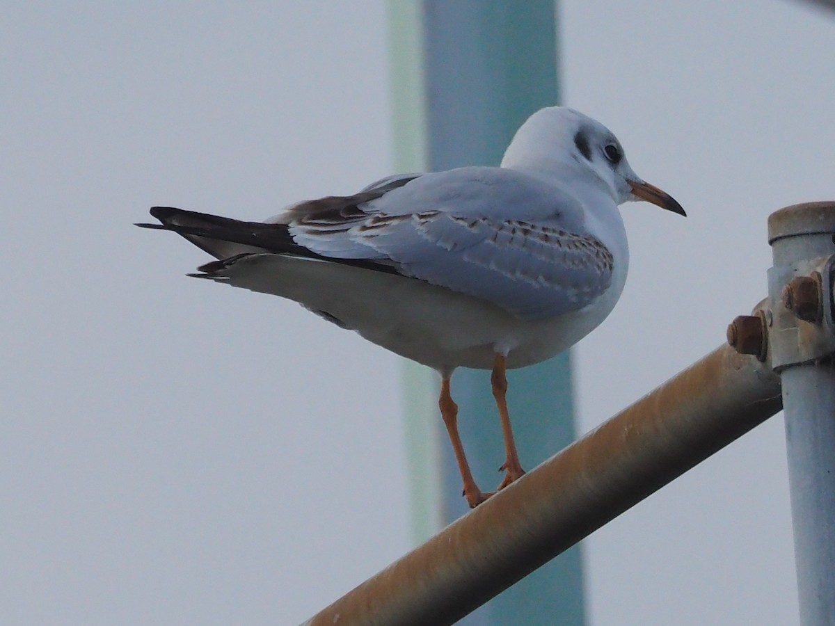 Black-headed Gull - ML521691681