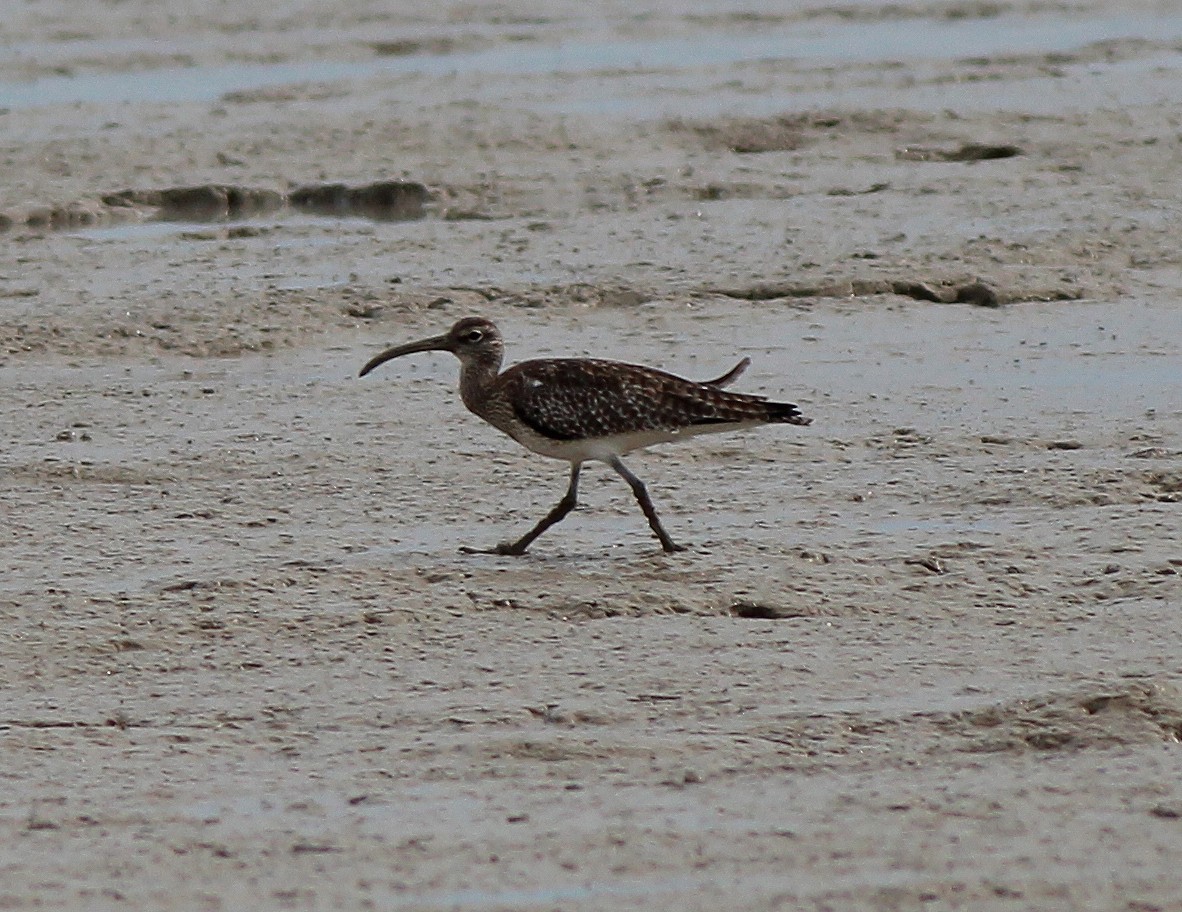 Whimbrel - ML521692351