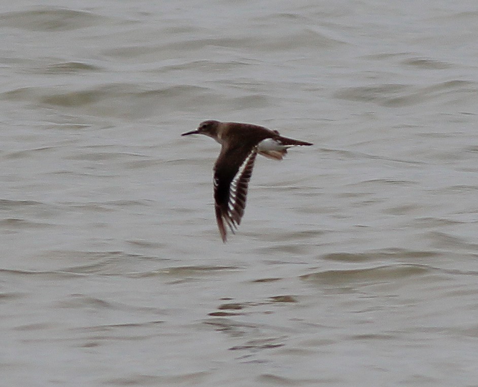 Common Sandpiper - ML521692411