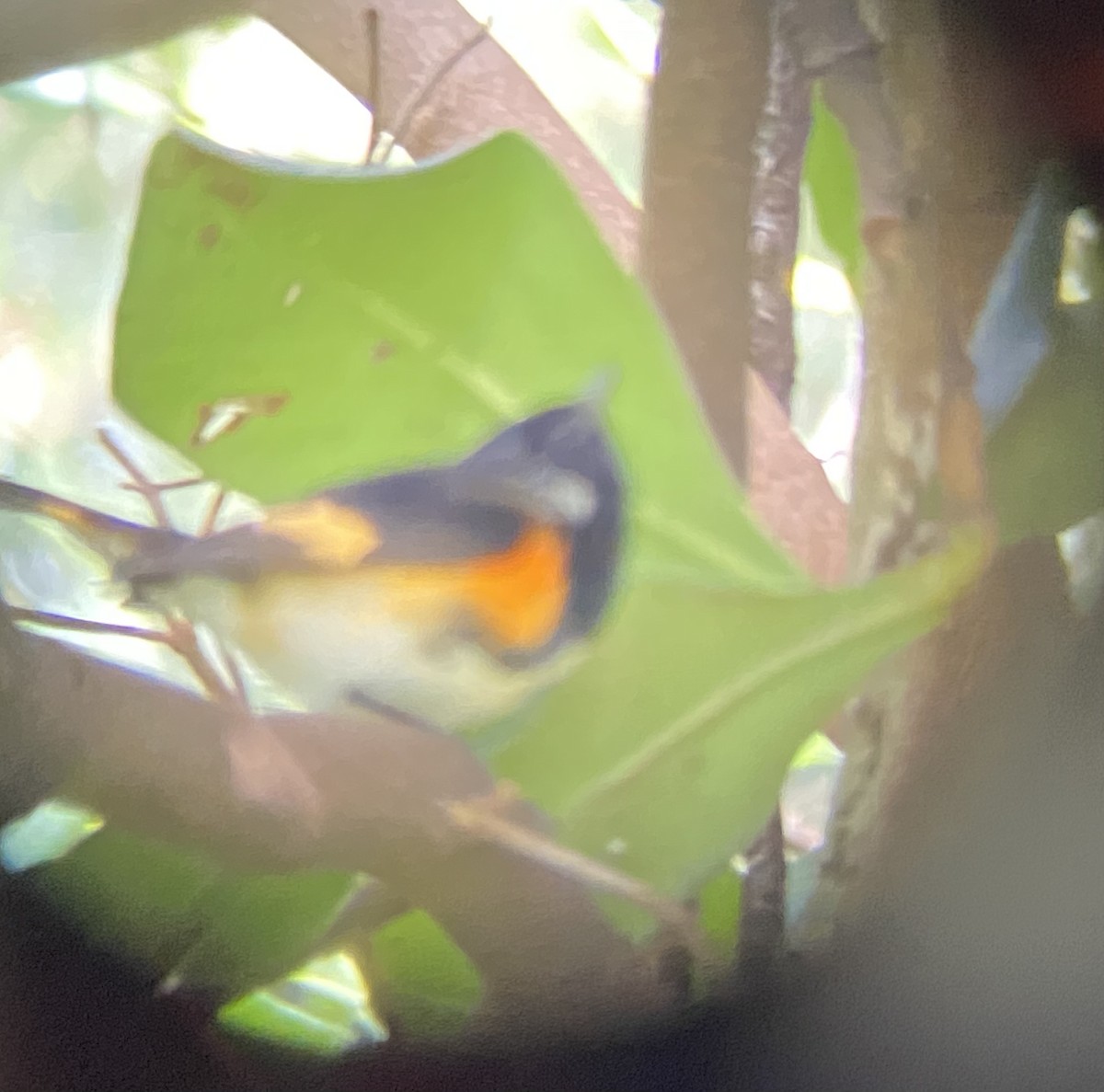 American Redstart - ML521694221