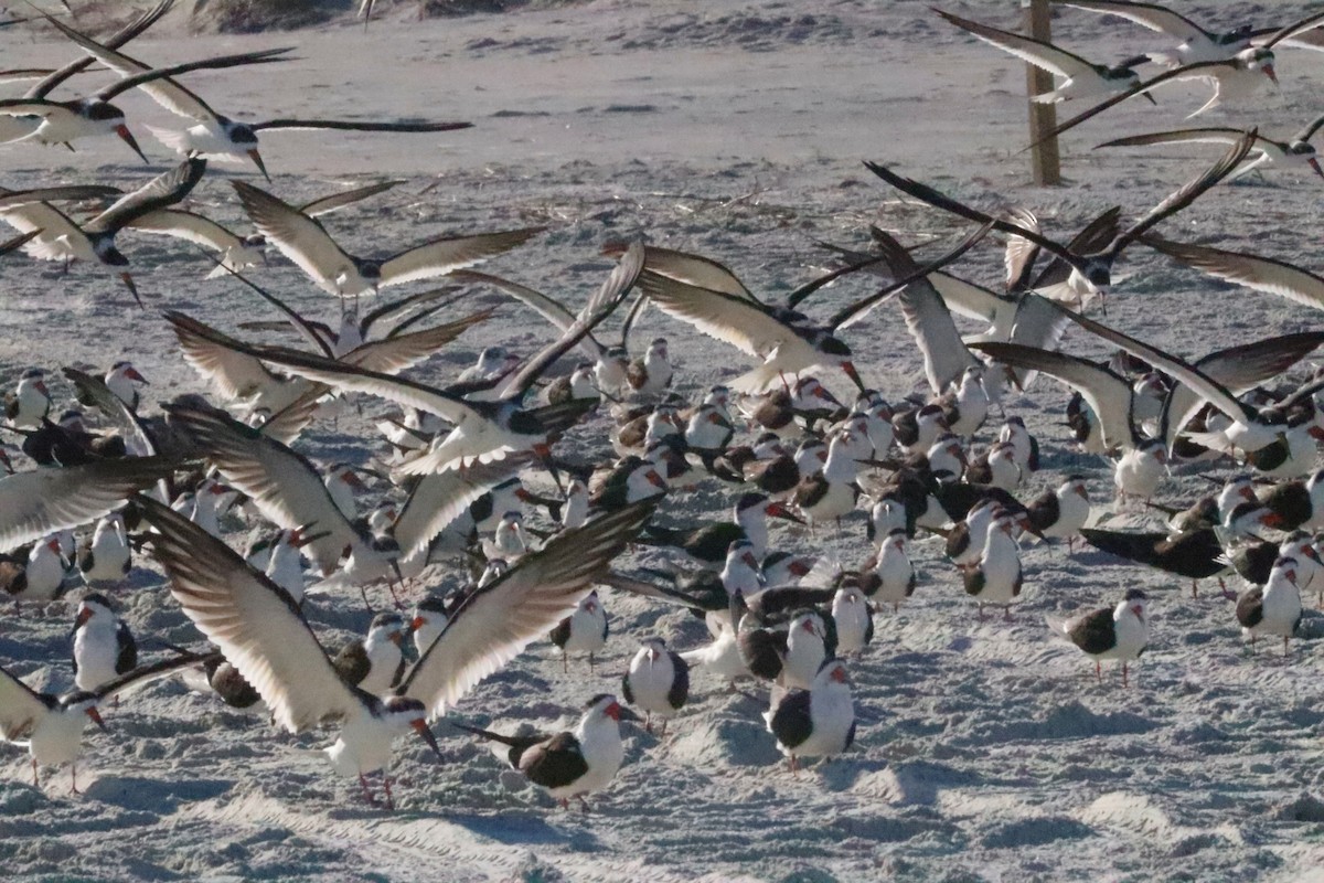 Black Skimmer - ML521694371