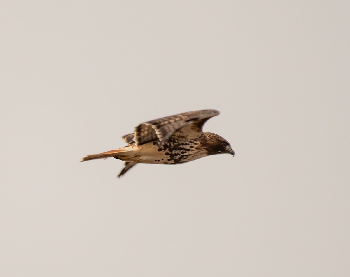Red-tailed Hawk - ML521694721