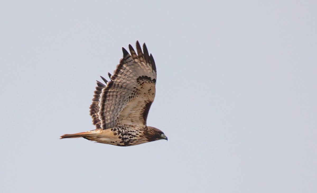 Red-tailed Hawk - ML521694731