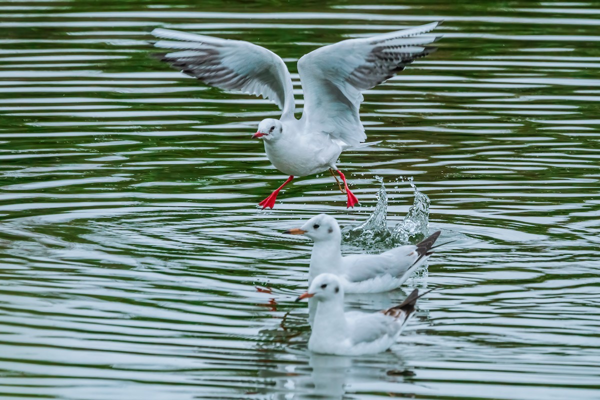 Black-headed Gull - ML521694821