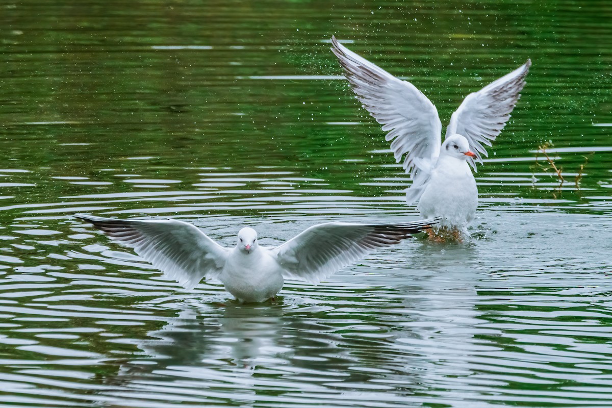 Black-headed Gull - ML521694831