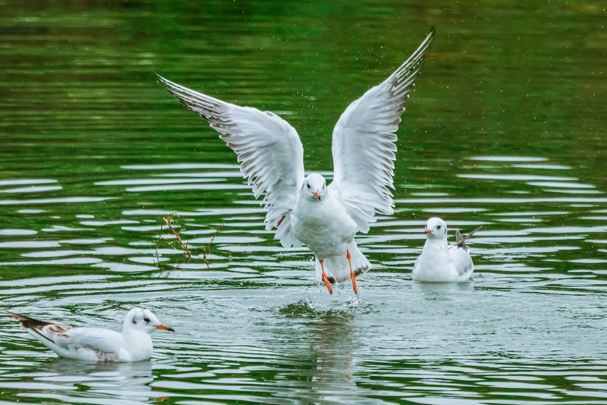 Black-headed Gull - ML521694841