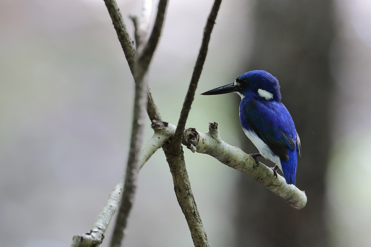 Little Kingfisher - ML521695171