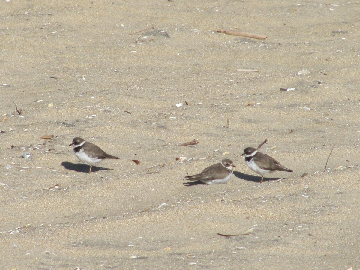 Semipalmated Plover - Cris Whetstone