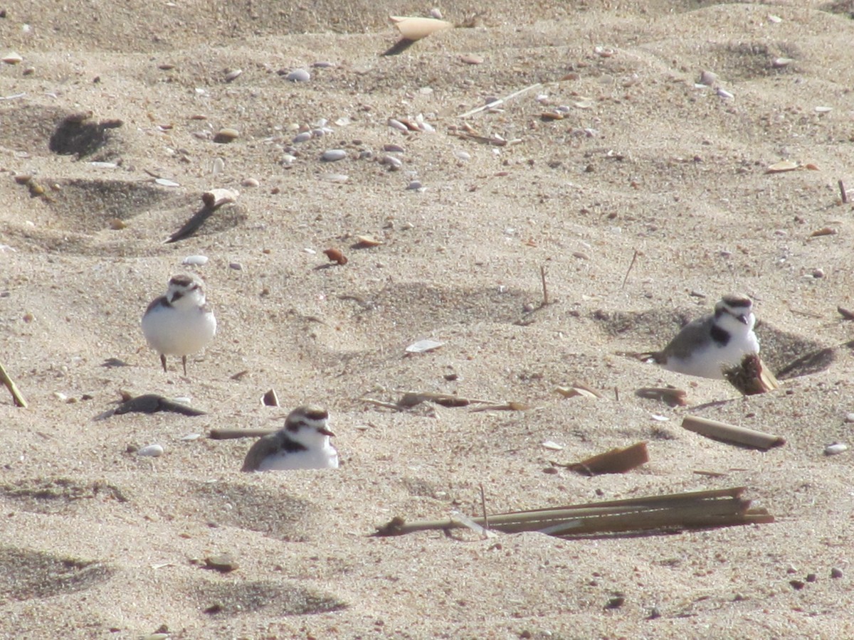 Snowy Plover - Cris Whetstone