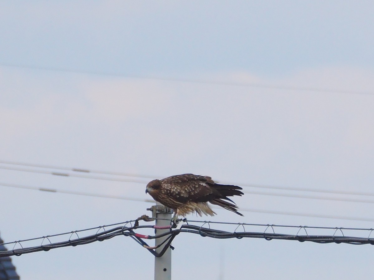 Black Kite - ML521696961