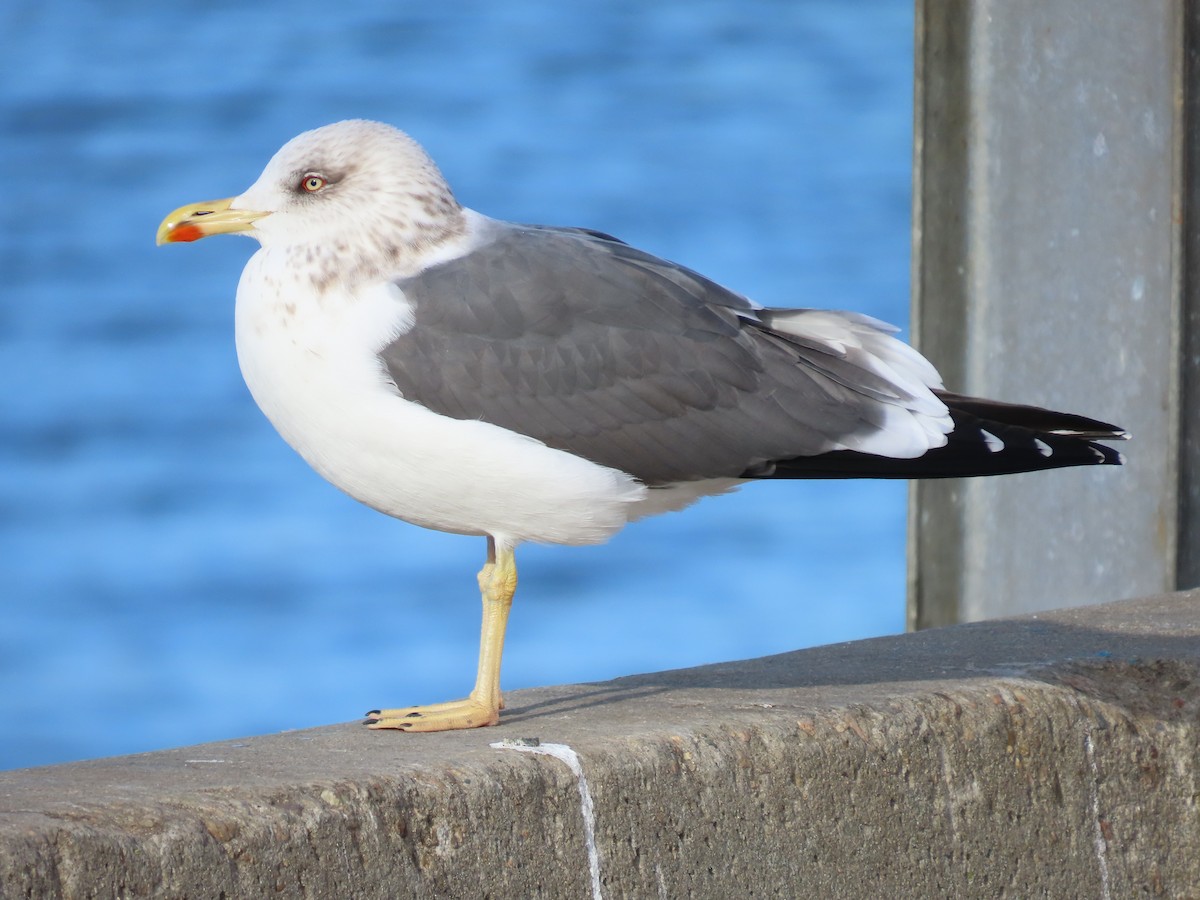 Lesser Black-backed Gull - ML521697201