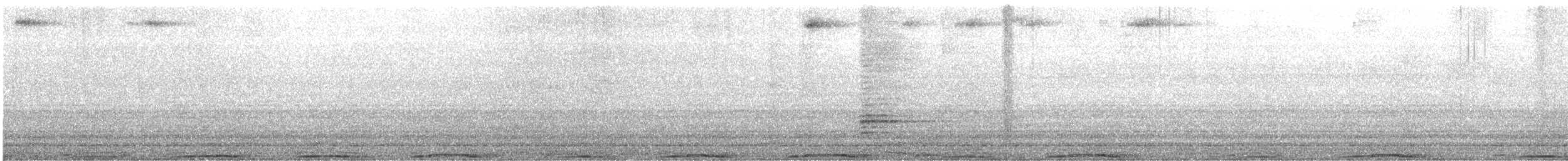 holub skalní (domácí) - ML521697301