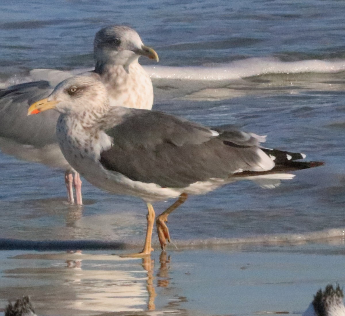 Lesser Black-backed Gull - ML521697571