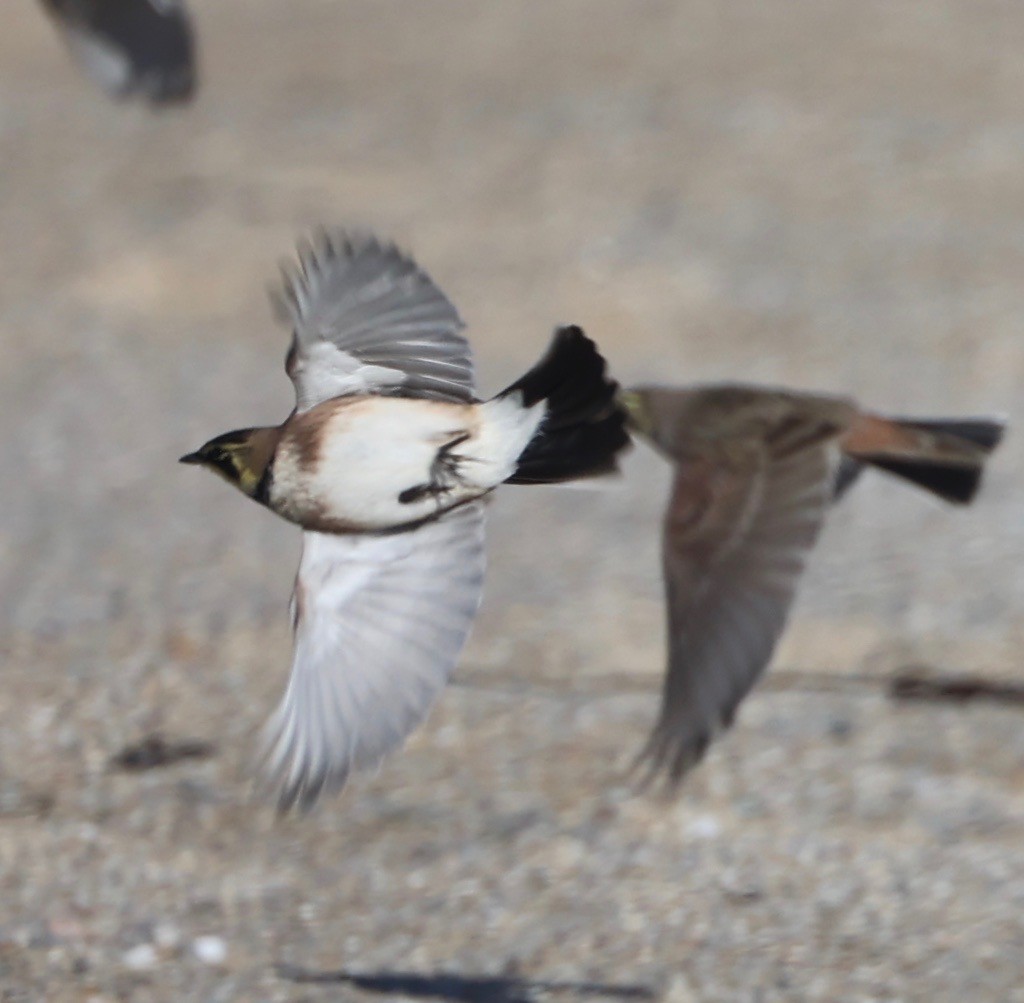 Horned Lark - ML521697631