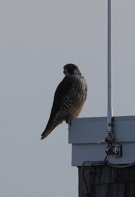 Peregrine Falcon - Ross Sormani