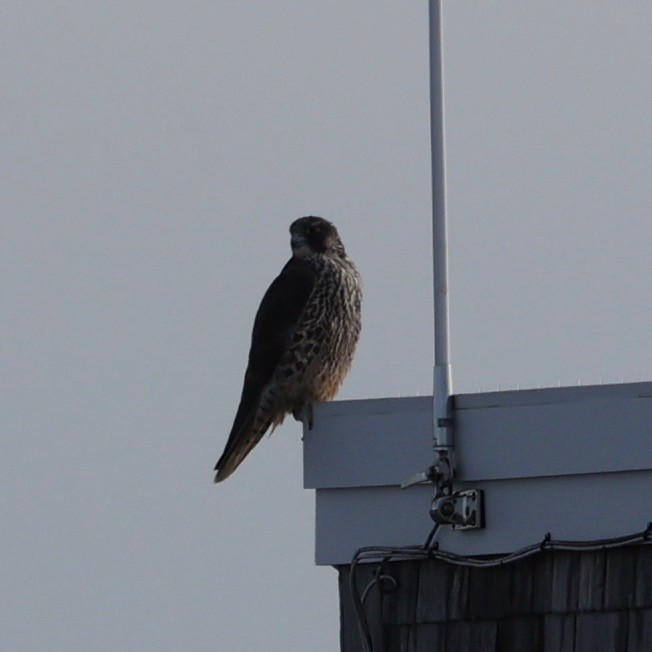 Peregrine Falcon - ML521697861