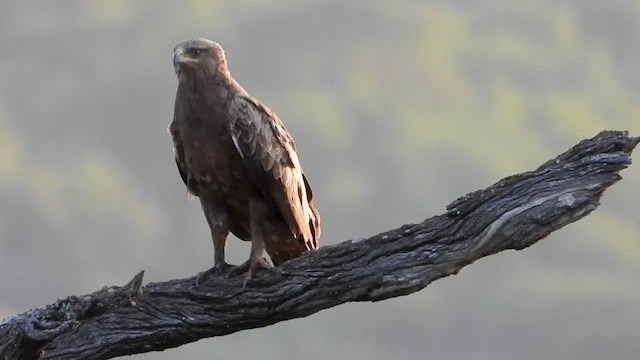 Lesser Spotted Eagle - ML521697941