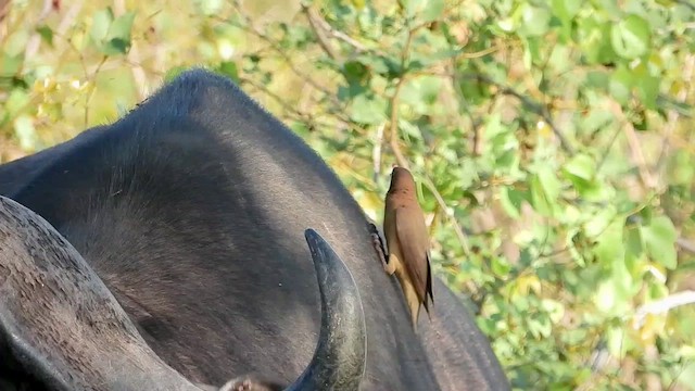 Yellow-billed Oxpecker - ML521697991