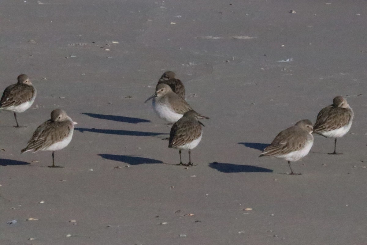 Dunlin - ML521698051