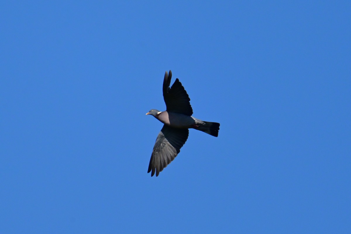 Common Wood-Pigeon - ML521698331