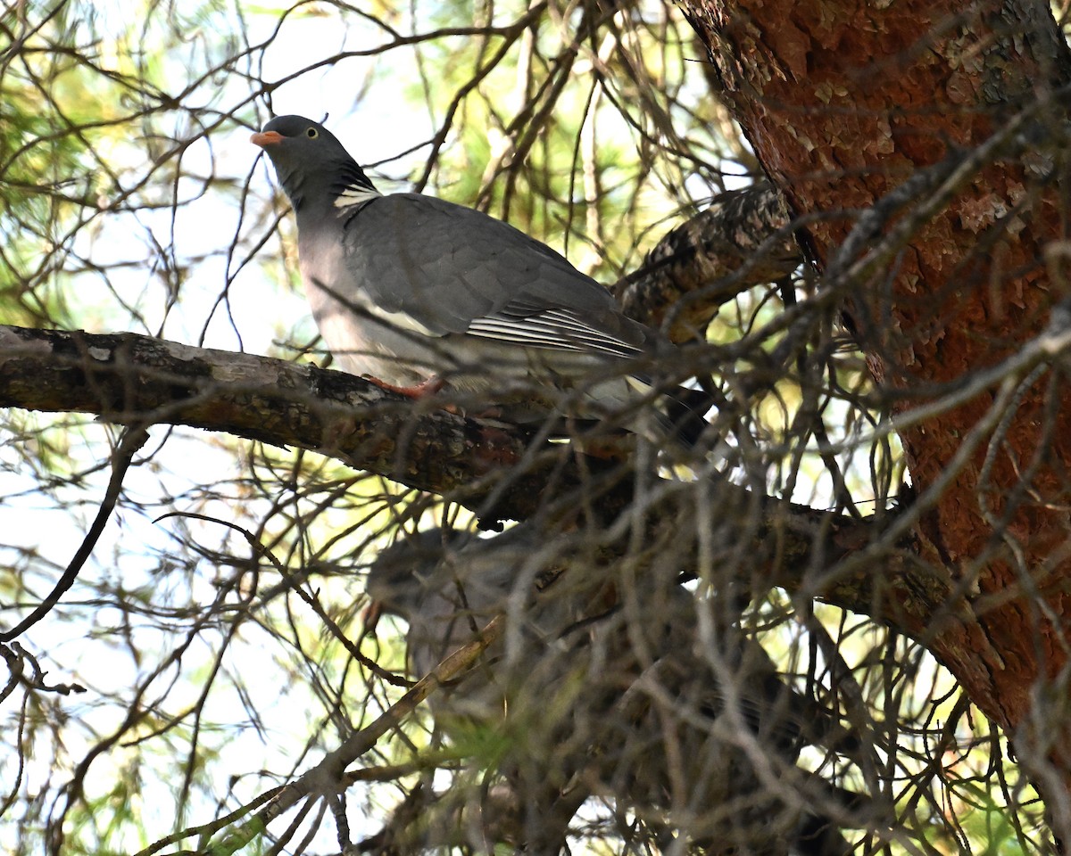 Common Wood-Pigeon - ML521699021