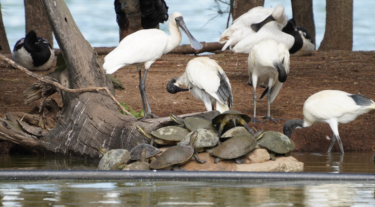 Royal Spoonbill - May Britton