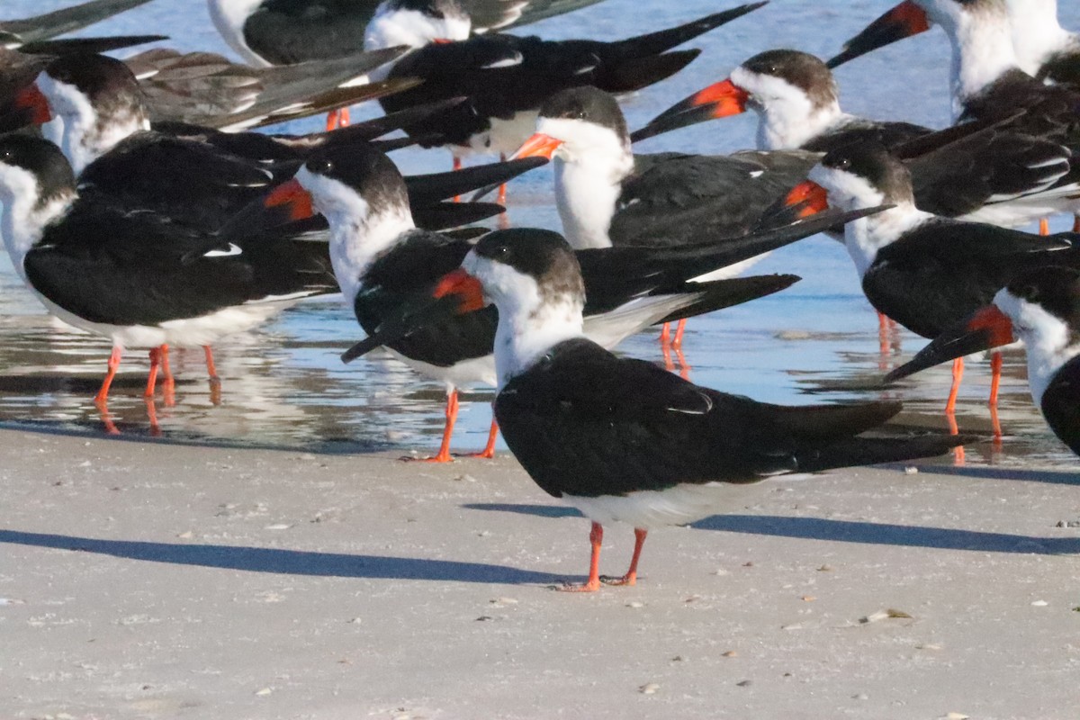 Black Skimmer - ML521699841