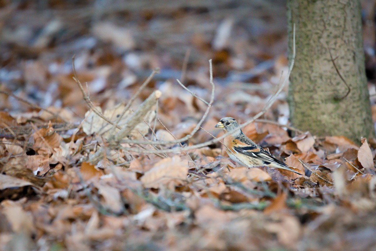 Brambling - ML521700061