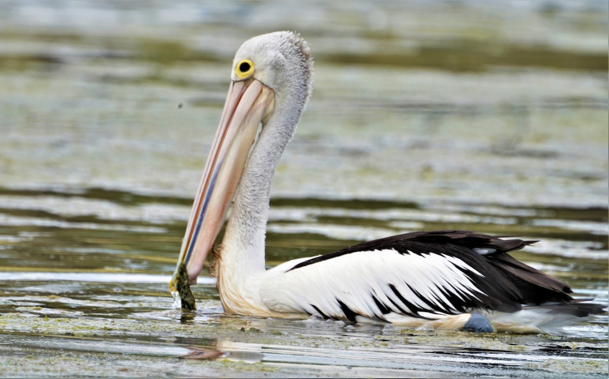 pelikán australský - ML521700451
