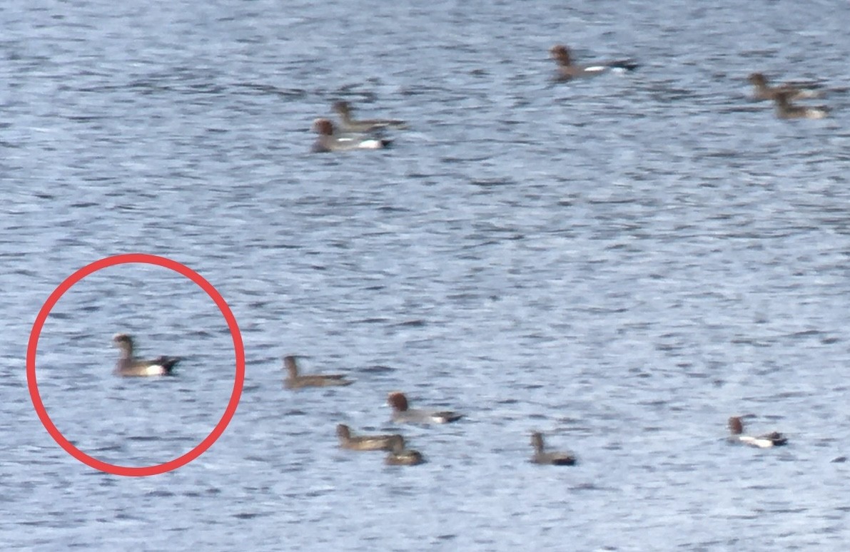 American Wigeon - Taylor Abbott