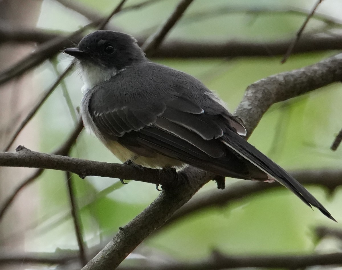 Northern Fantail - ML521701051