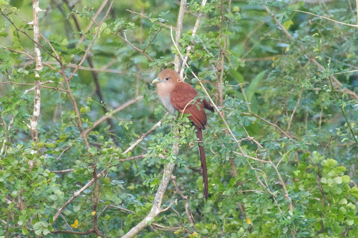 Squirrel Cuckoo - ML521701441