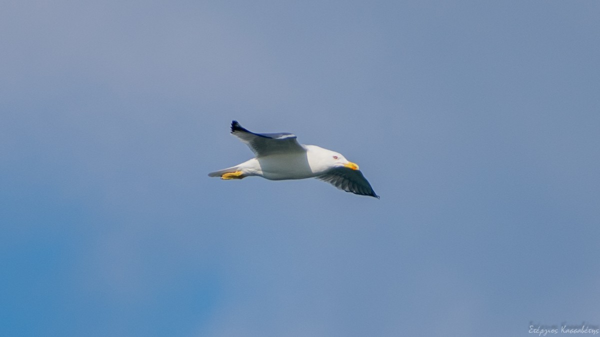 Yellow-legged Gull - Stergios Kassavetis