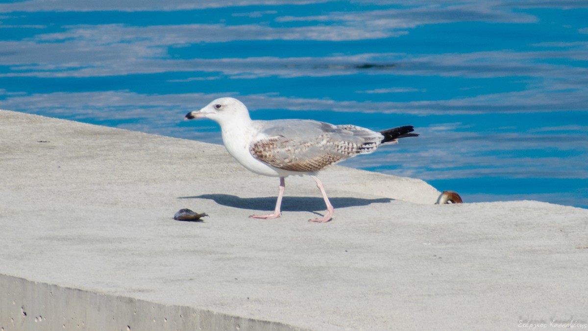 Yellow-legged Gull - Stergios Kassavetis