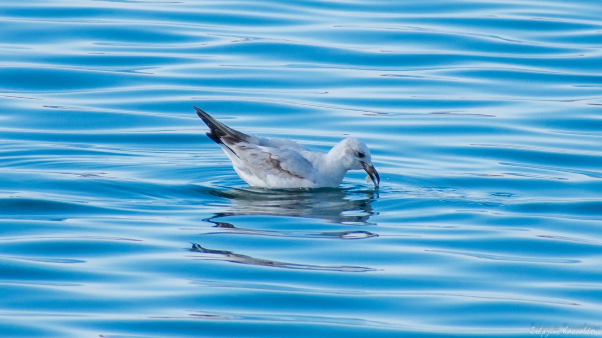 Mediterranean Gull - Stergios Kassavetis
