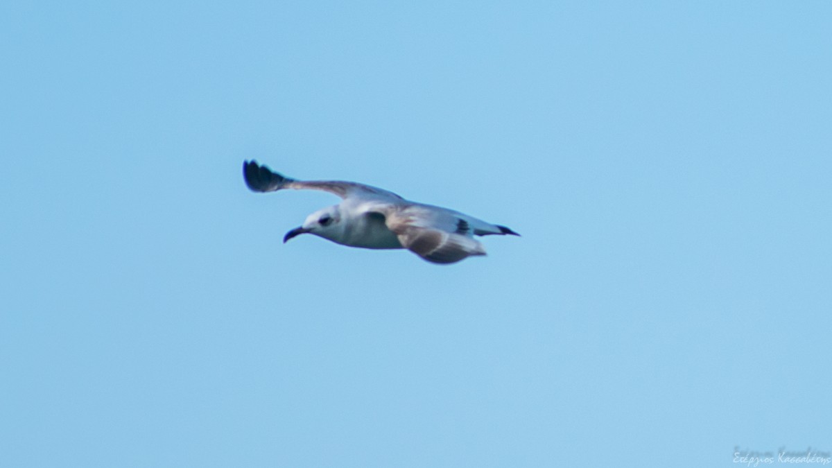 Gaviota Cabecinegra - ML521702301