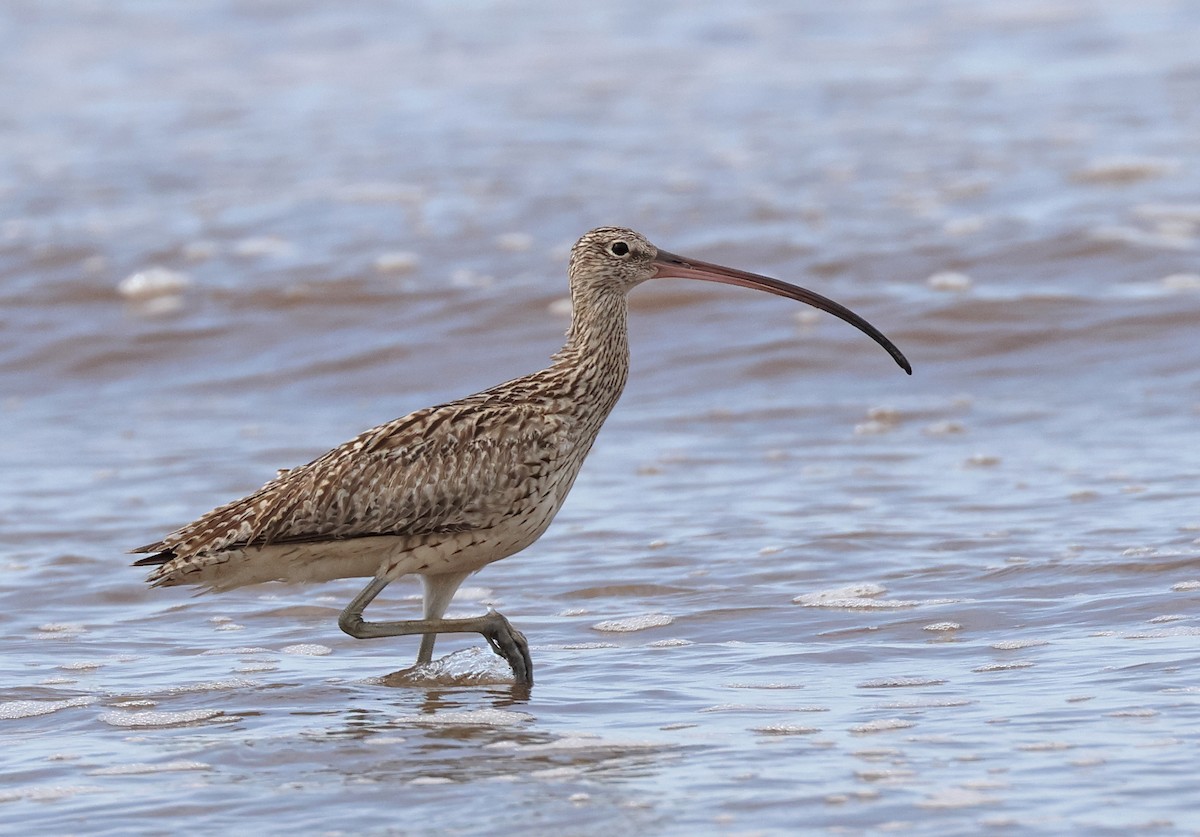 Far Eastern Curlew - ML521703011