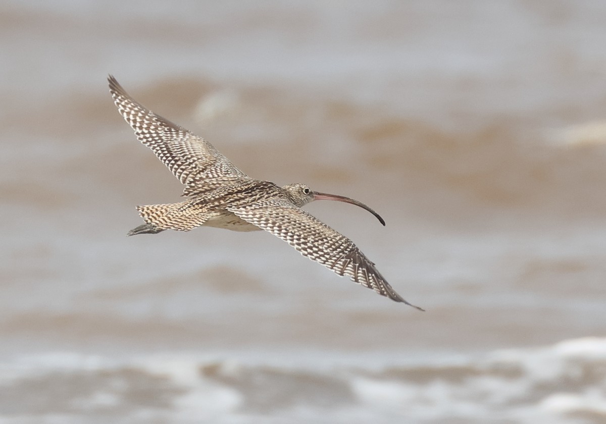 Far Eastern Curlew - ML521703021