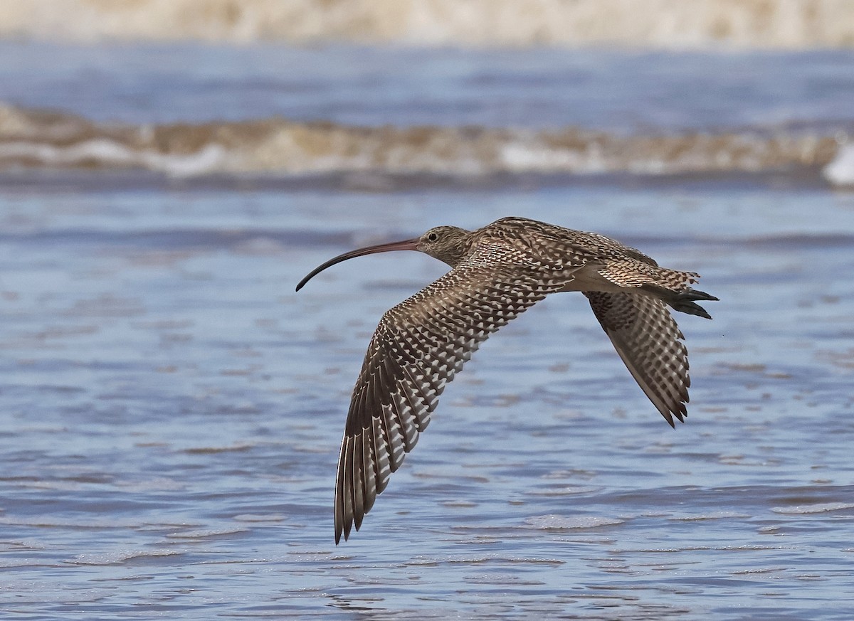 Far Eastern Curlew - ML521703041