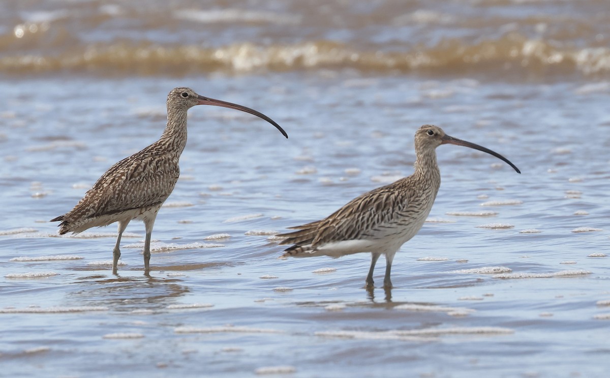 Far Eastern Curlew - ML521703371