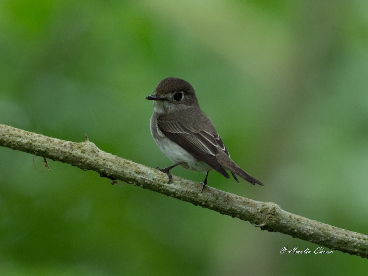 Asian Brown Flycatcher - Amelia Choon