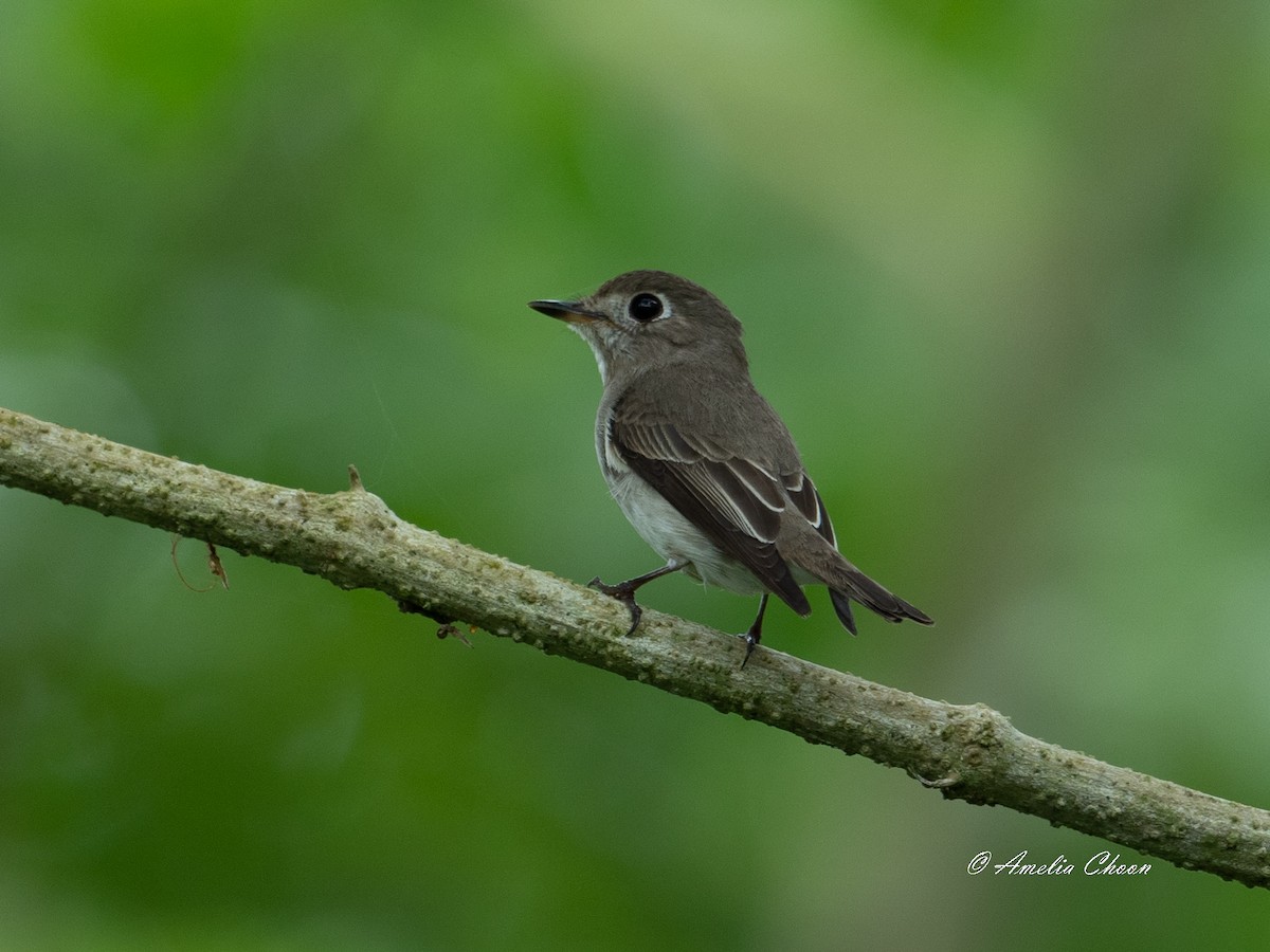 Asian Brown Flycatcher - Amelia Choon