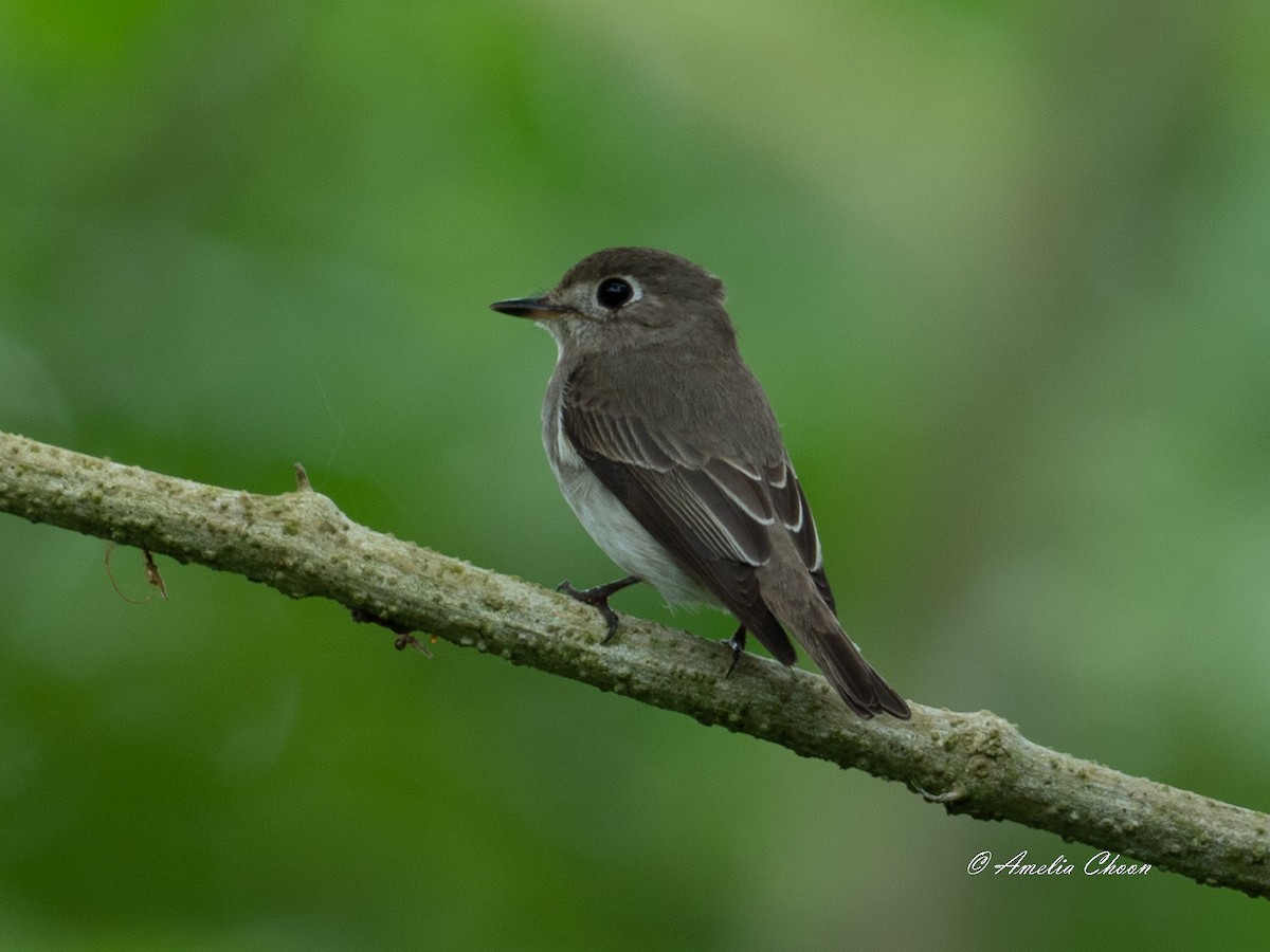 Asian Brown Flycatcher - Amelia Choon